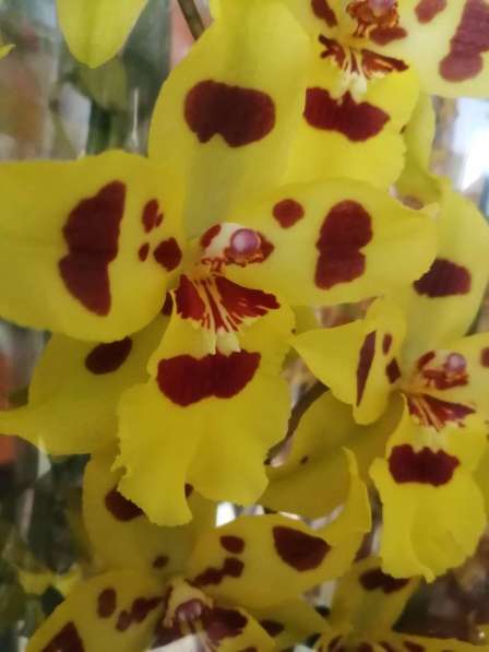 Орхидея в Невинномысске