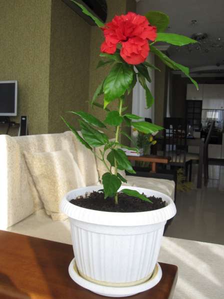 Продаю комнатное дерево китайская роза (гибискус)