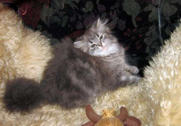 Крупные сибирские котята в Москве