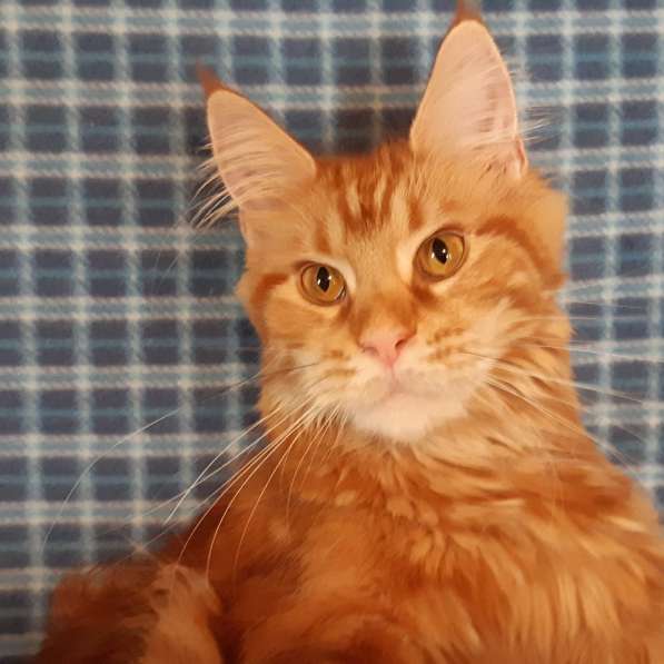 Красотка кремового солидного окраса из питомника Arktur в Тюмени фото 7