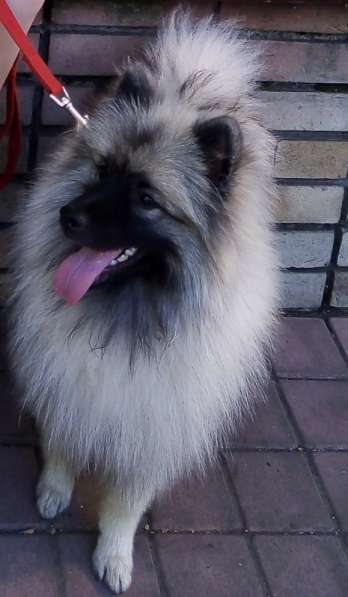 Кеесхонд/вольфшпиц. Щенки в 