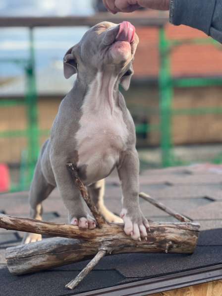 Американский Булли щенки в Краснодаре фото 3