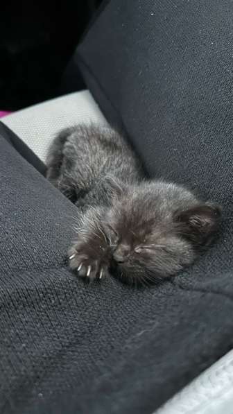 Отдам в добрые руки в Азове фото 5