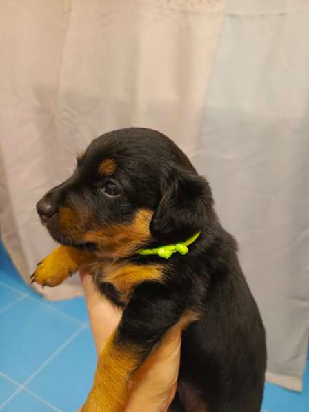 Щенки в добрые руки! в Ноябрьске фото 12