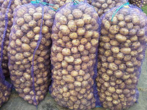 Доставка овощей в Благовещенске фото 4