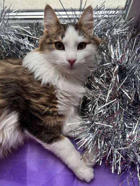 Ласковый котик Рон ищет семью! в Москве фото 3