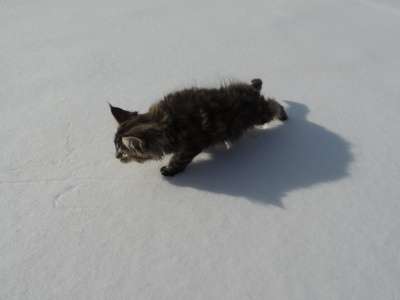 котята мейн-кун в Челябинске фото 5