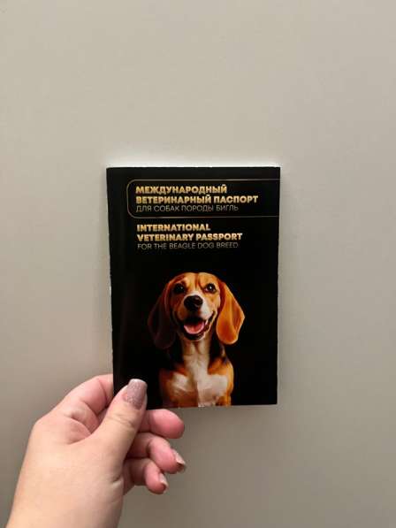 Щенок Бигль в Челябинске фото 4