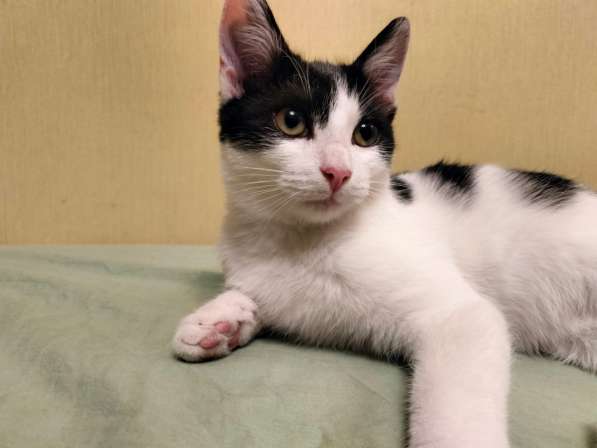 Котенок-девочка Шанти в добрые руки