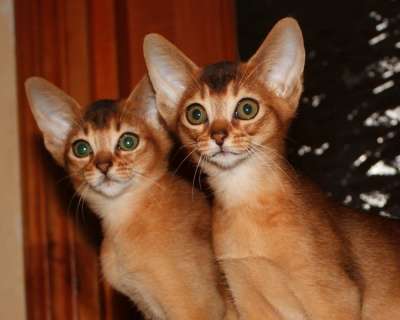 Абиссинские котята в Раменское фото 5