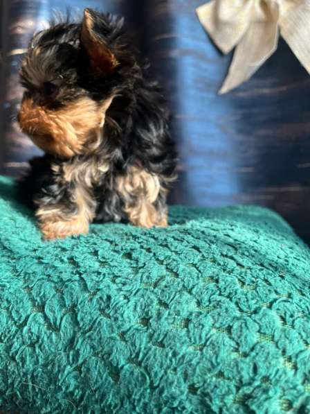 Йоркширский терьер в Уссурийске