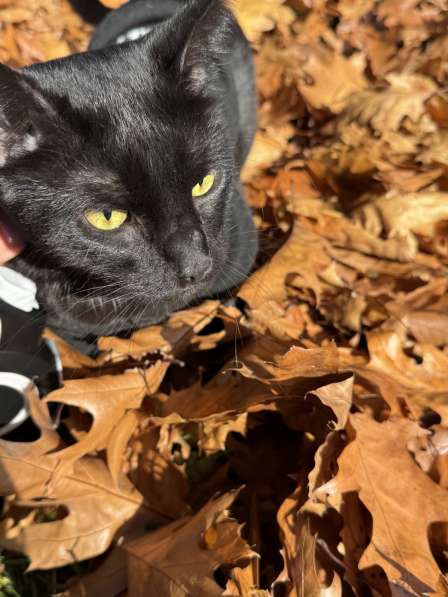 Отдам Кота в связи с переездом в фото 3