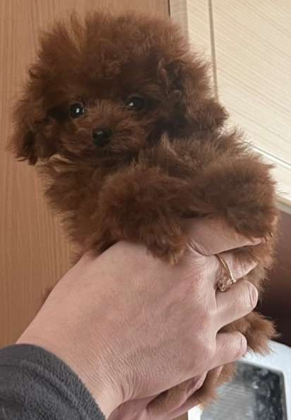 Poodle teacup. Red brown girl