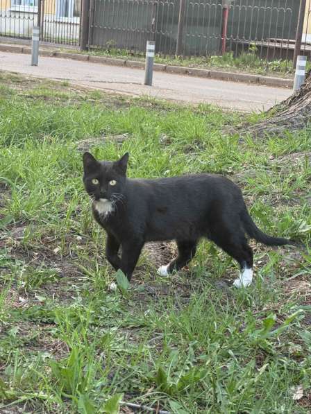 Молодая спокойная кошка в дар в