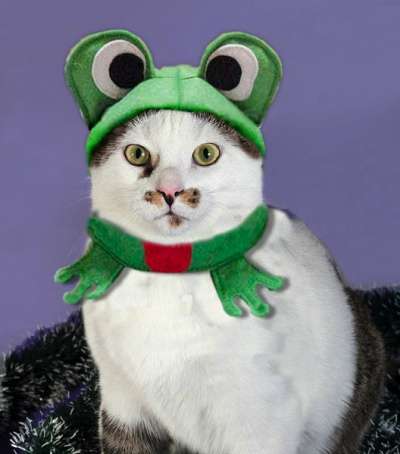 домашний клоун Яха