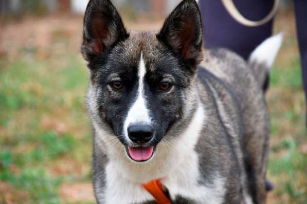 Бэллочка ждёт вас, самых лучших!!! в Москве фото 6