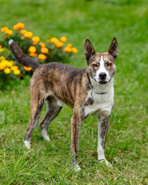 Тайсон ищет дом!!! в Москве