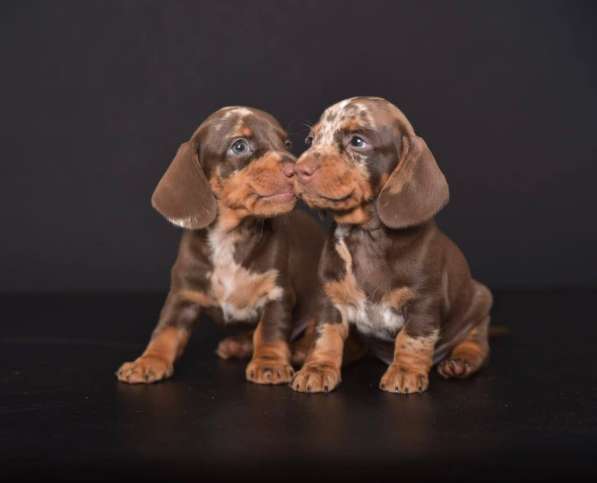 Такса миниатюра 100% в Москве фото 6