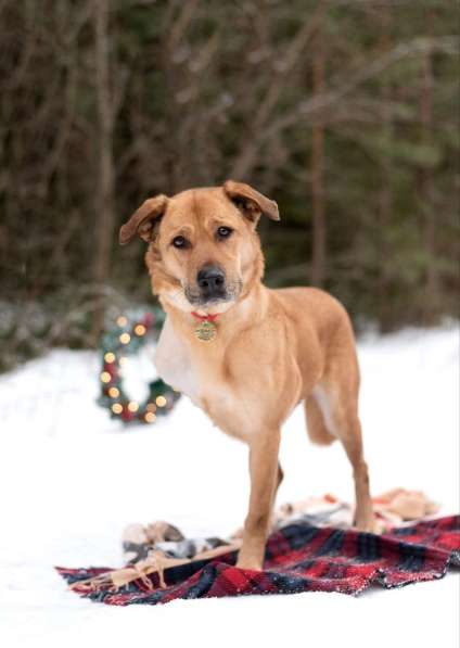 Тома. Сильная девочка палевого окраса