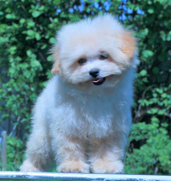 Мальтипу Ф1 щенки мини в Москве фото 9