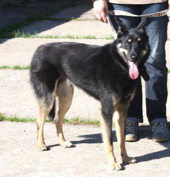 Красавчик Лимончик ищет дом и любимую семью в Москве фото 5