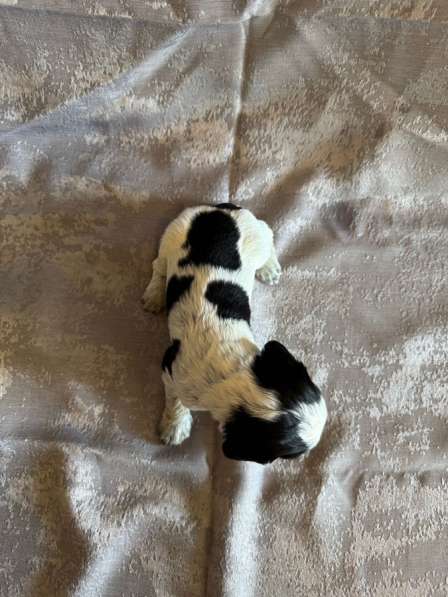 Щенки (Русский охотничий спаниель) в Уссурийске фото 4