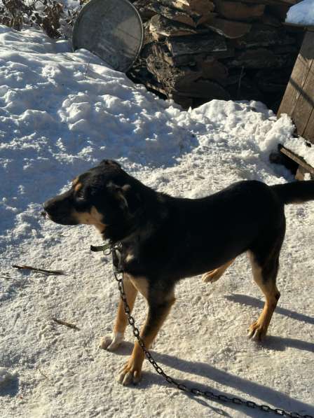 Щенки в добрые руки в Искитиме