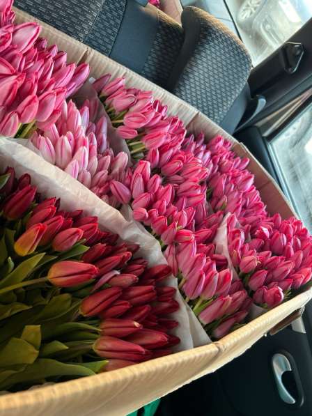 Тюльпаны в Москве