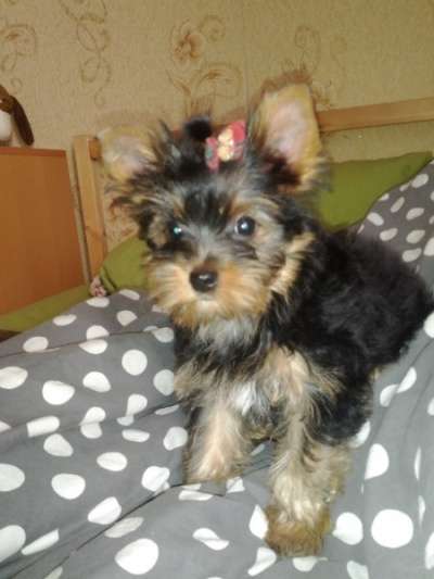 Очаровательная девочка йорк в Москве