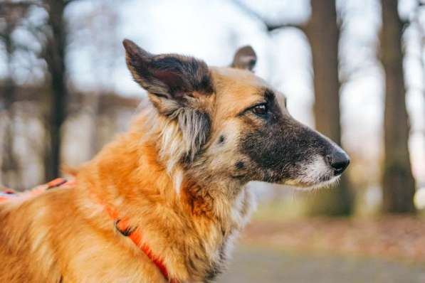 Принцесса Сента ищет дом! в Москве фото 8