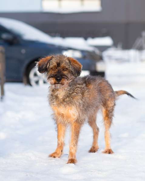 Редкой внешности собачка ищет дом в Санкт-Петербурге фото 3
