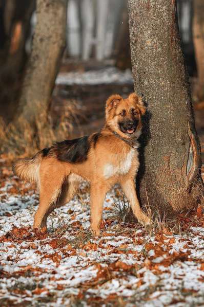 Малыш ищет семью! в Москве фото 3