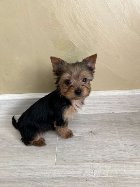 Йоркширский терьер мини в Геленджике фото 5