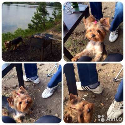 Йорк миник на вязку в Первоуральске фото 3