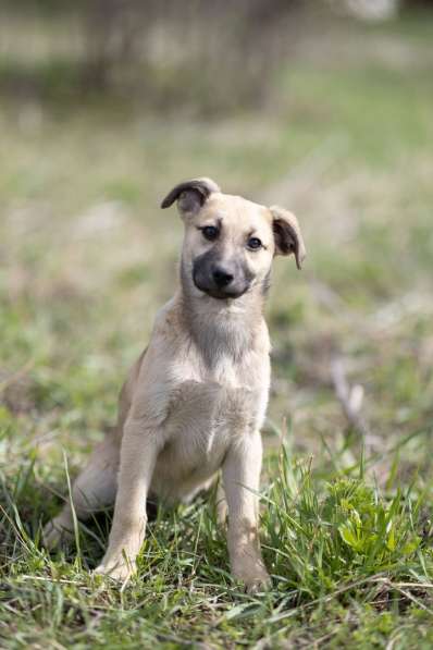 Ласковые щенята в Санкт-Петербурге фото 13