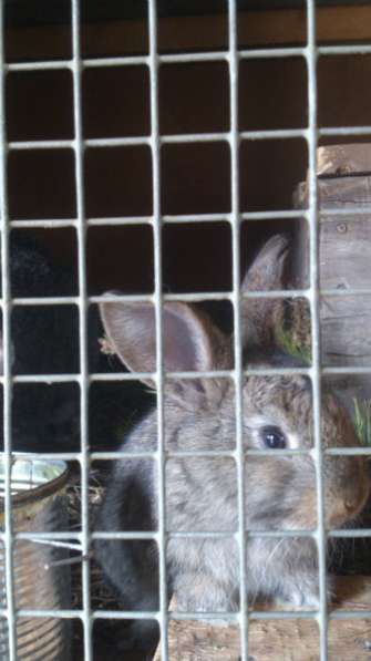 Продам кроликов в Чите