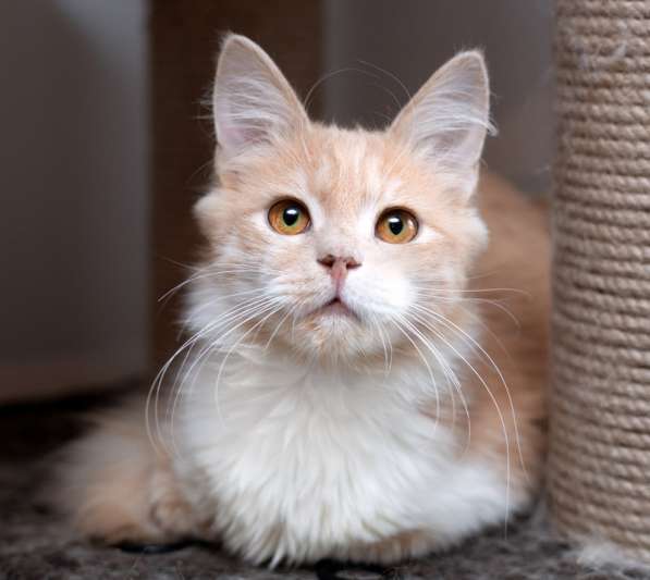 Рыжий котик — малышок-Иртышок в дар в Москве