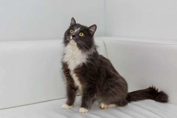 Роскошная красавица Зефирка в самые добрые руки! в Москве фото 6