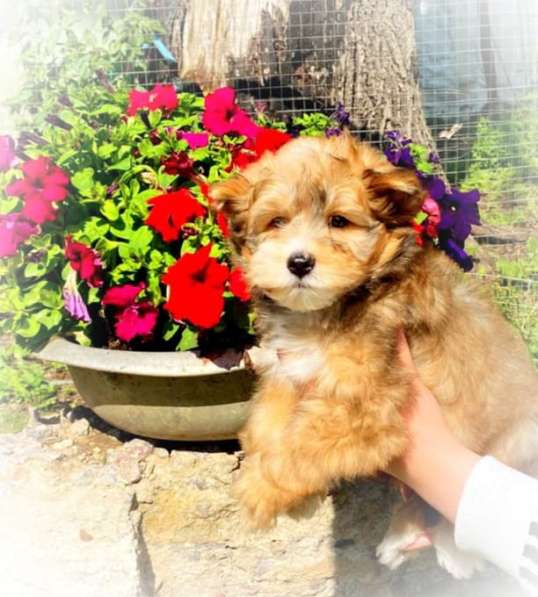 Мальтипу в Москве