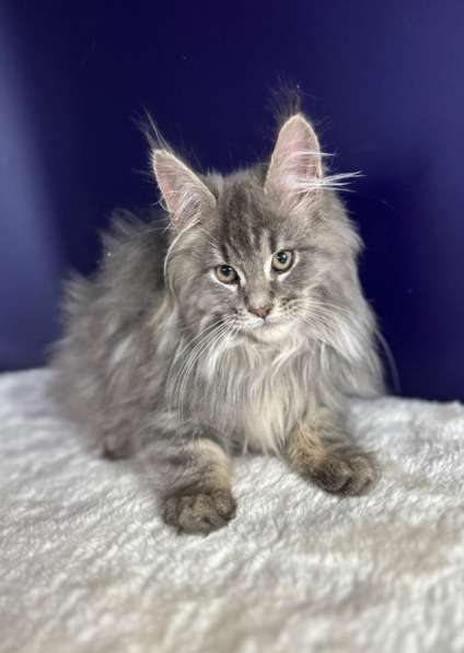 Котята Мейн Кун в Москве