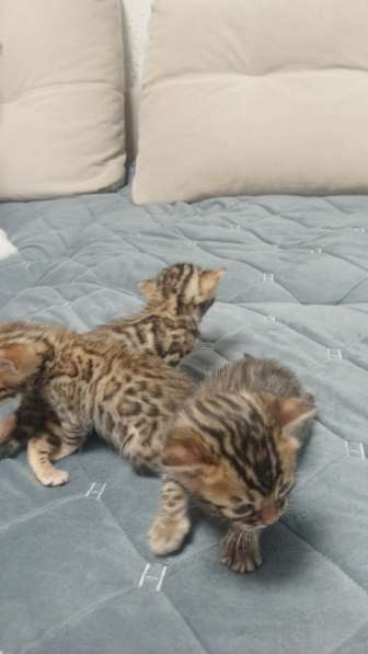 Бенгальские котята родились 5.01.2025 в Ижевске фото 3