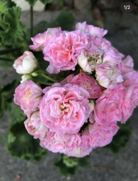 Сортовая пеларгония в Брянске