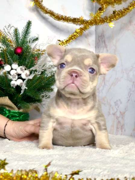 Щенки французского бульдога в Железнодорожном фото 5