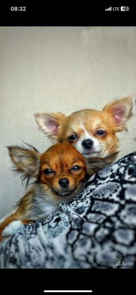 Чихуахуа в Рязани