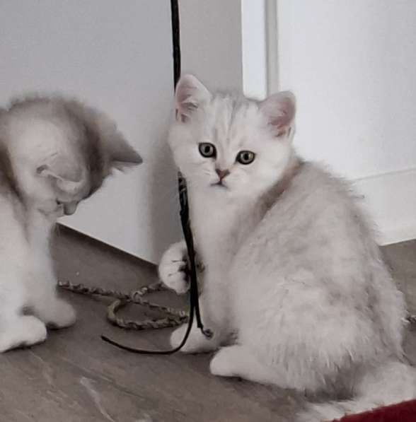 Британские котята в фото 13