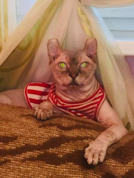 Отдам кота в Москве