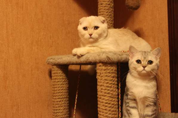 Шотландские котики фолд и страйт в Москве фото 8