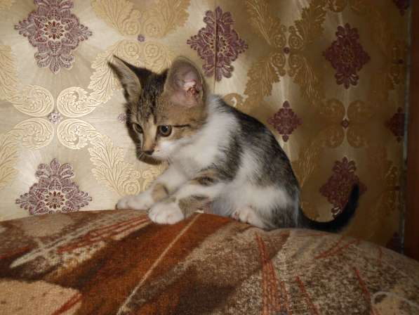 Животные в фото 8