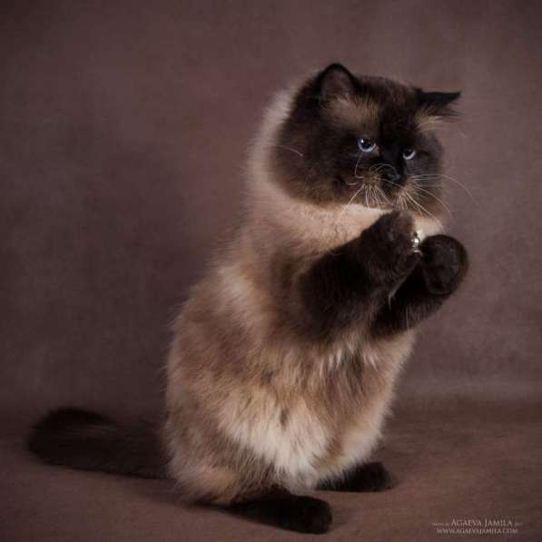 МАМОЧКИН СИБИРЯК в Москве фото 3