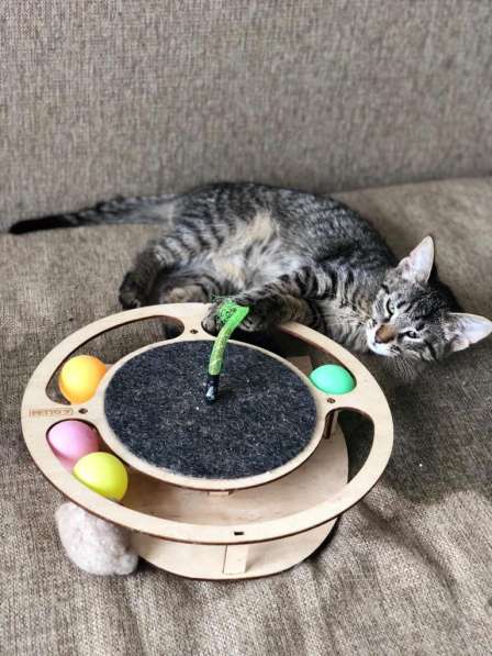 Мурлыка-котенок с дефектом глазика очень ищет дом в Санкт-Петербурге фото 35